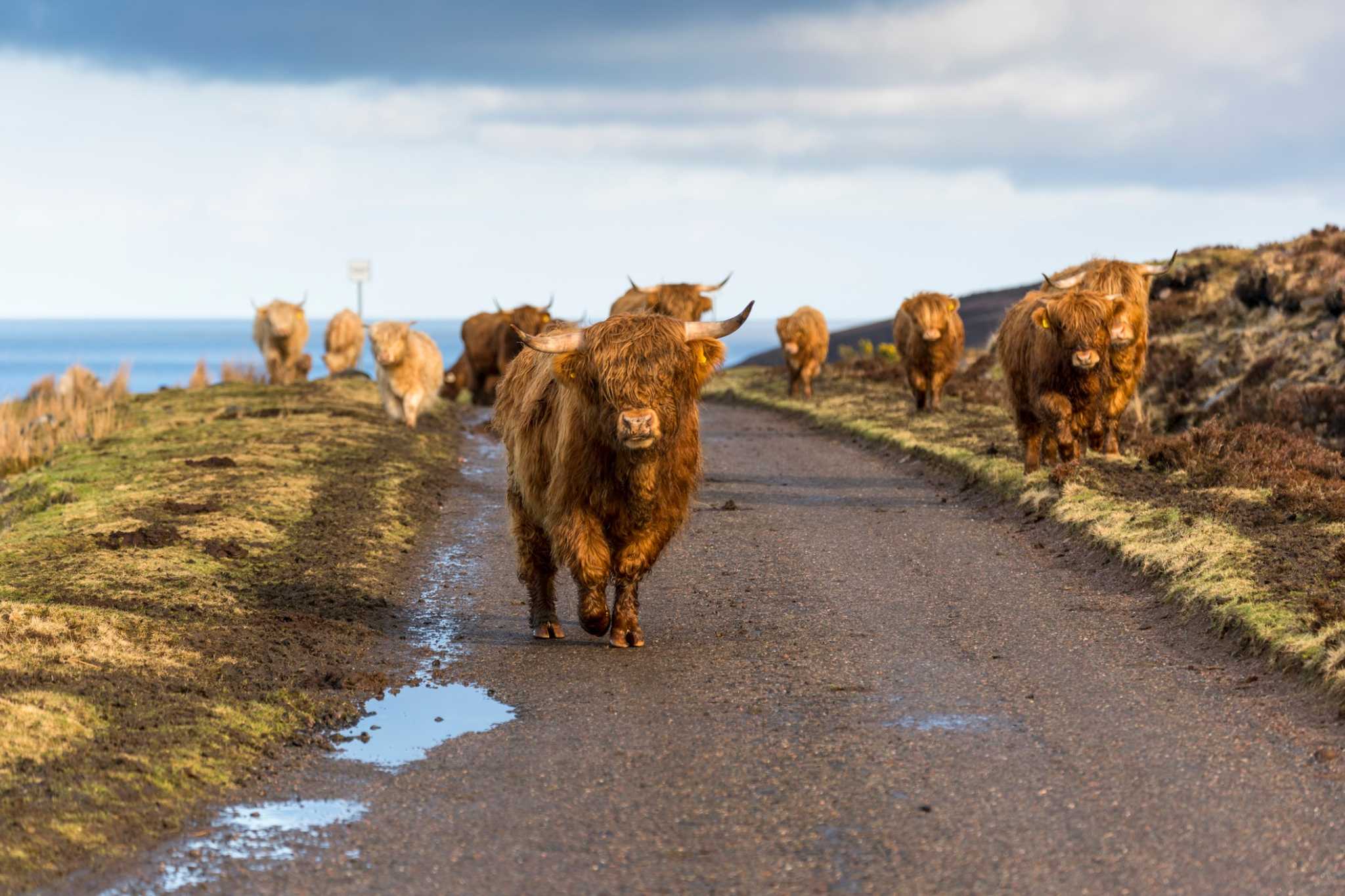 2 Places to Spot a Highland Cow Near Spean Bridge - Distant Hills