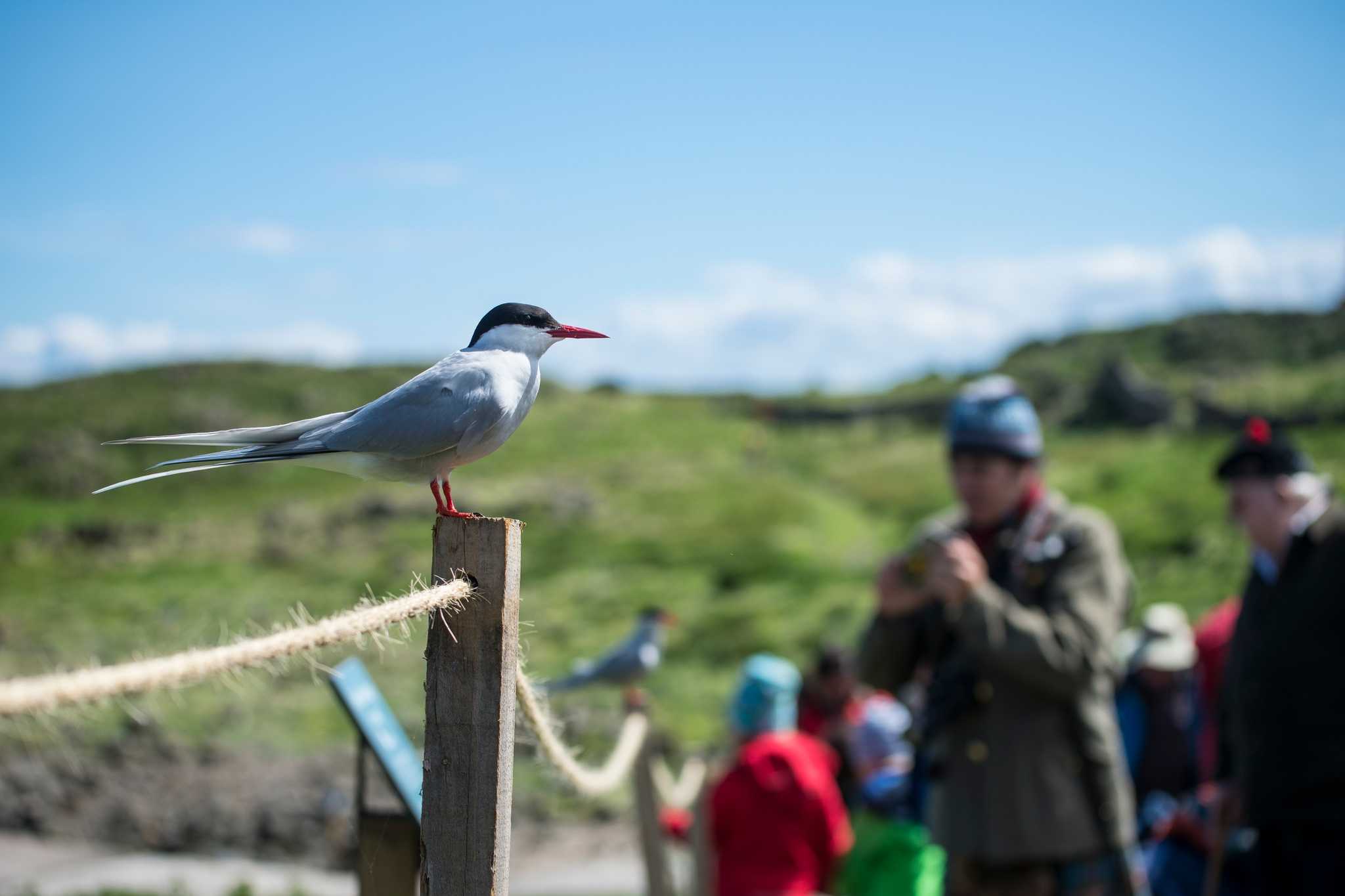 Native Scottish Birds & Bird Watching in Scotland VisitScotland