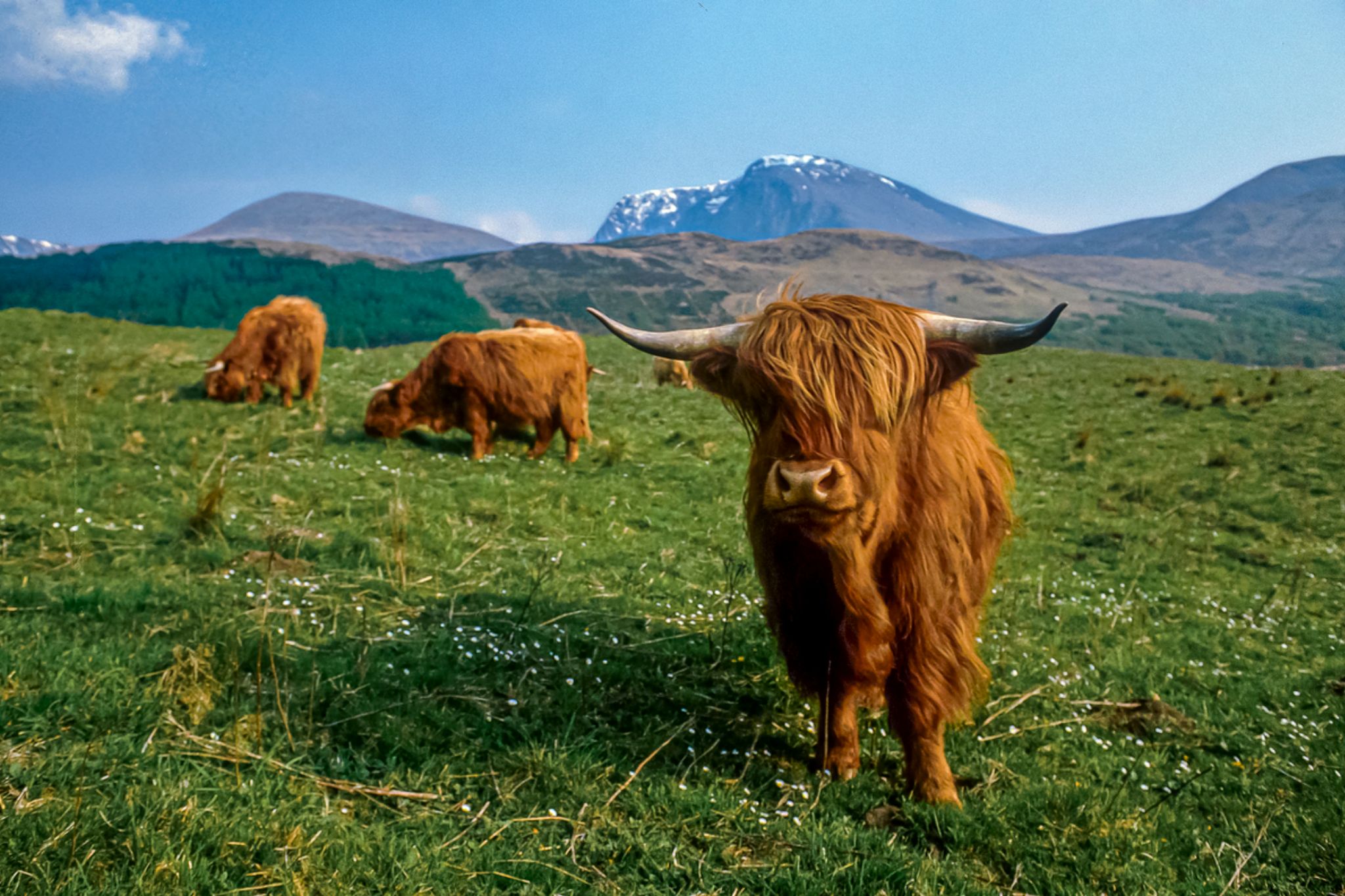 Where to See Highland Cows in Scotland | VisitScotland