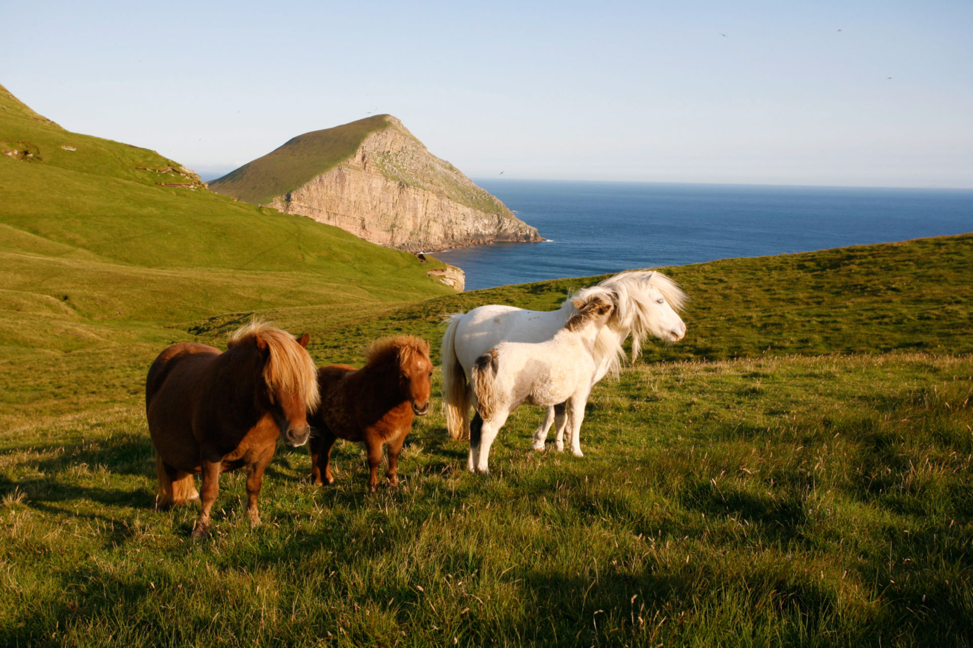 37+ Island Pony Reiten Gif